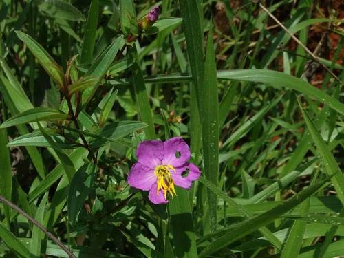 Osbeckia aspera observed 2017-10-28