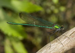 Calopteryx angustipennis
