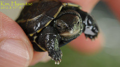 Mauremys reevesii