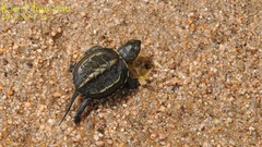 Mauremys reevesii