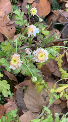 Tanacetum parthenium
