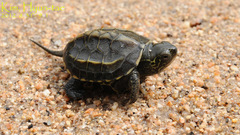 Mauremys reevesii