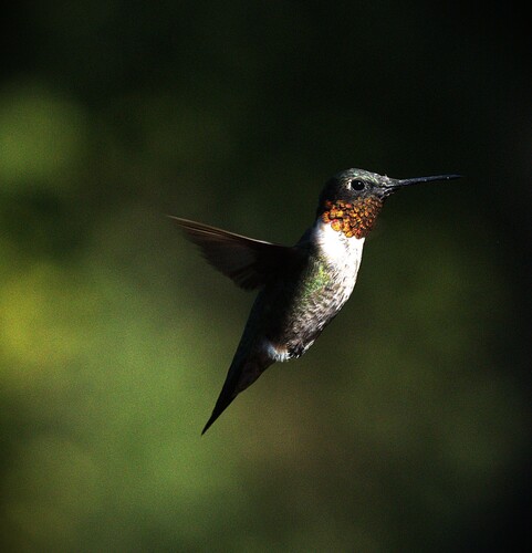 Ruby-throated Hummingbird photographed in Michigan