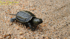 Mauremys reevesii