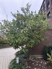 Magnolia virginiana