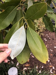 Magnolia virginiana