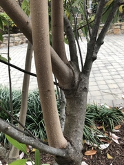 Magnolia virginiana