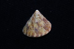 Astele speciosa