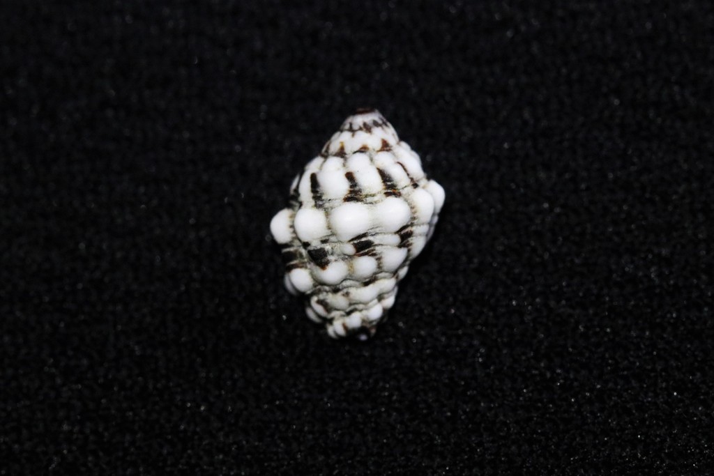 Morula nodicostata