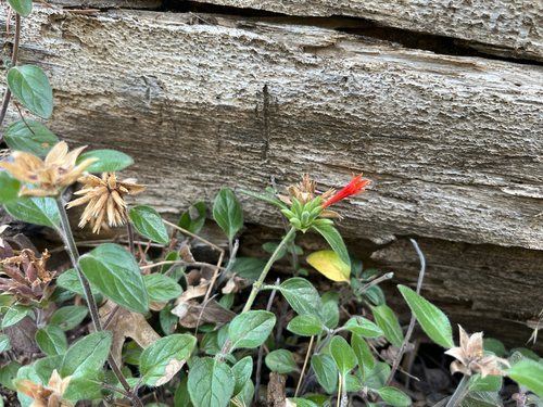 Hall's monardella (Monardella macrantha)