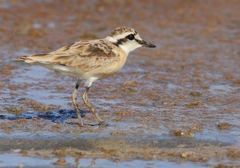 Charadrius pecuarius