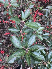 Ilex verticillata