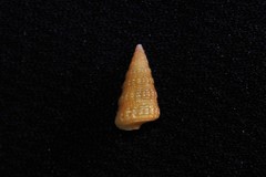 Ataxocerithium applenum