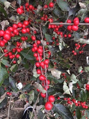 Ilex verticillata