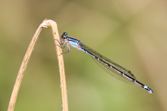 Enallagma novaehispaniae