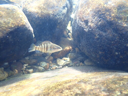 Aucha perch (Coreoperca kawamebari) — Sinipercidae