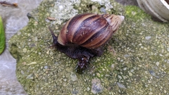 Lissachatina fulica
