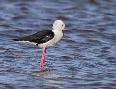 Himantopus himantopus