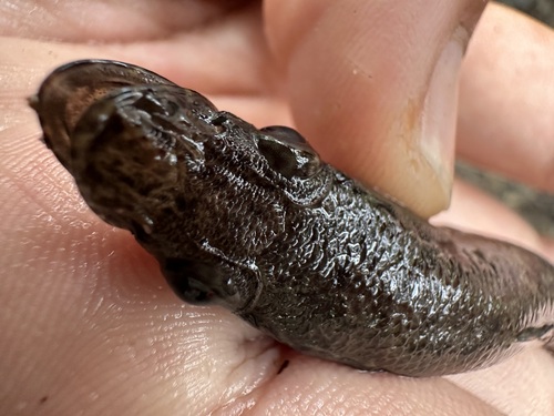 Olive flathead-gudgeon (Butis humeralis) — Eleotridae — 3