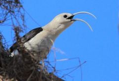 Sickle-Billed Vanga photo 3