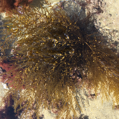 Sargassum horneri