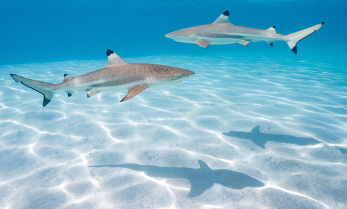Zwartpuntrifhaai (Carcharhinus melanopterus) — Carcharhinidae — 3
