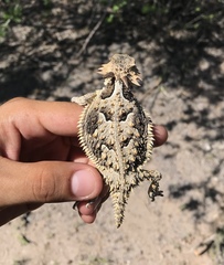 Phrynosoma coronatum