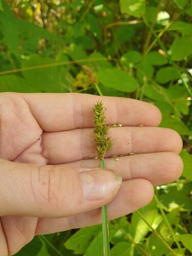 foxtail sedge (Carex alopecoidea)