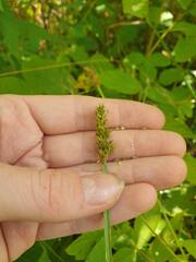 Carex alopecoidea