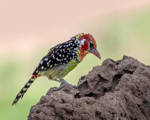 Red-and-yellow Barbet