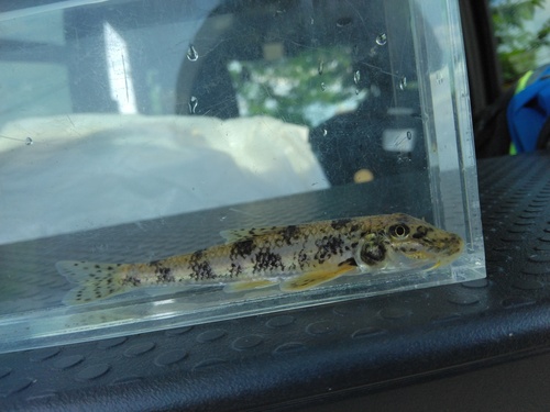 Pseudogobio esocinus