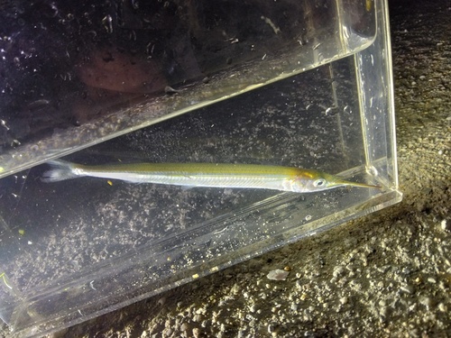 Aziatische halfsnavelvis (Hyporhamphus intermedius) — Hemiramphidae — 5