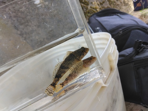 Fourspine sculpin (Cottus hangiongensis) — Cottidae — 3