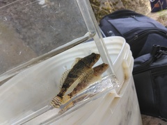 Japanese Bullhead photo 3