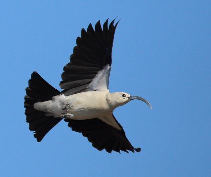 Sickle-billed Vanga
