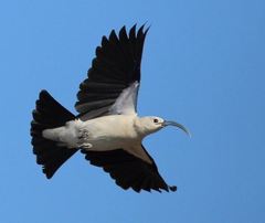 Sickle-Billed Vanga photo 2