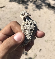 Phrynosoma coronatum