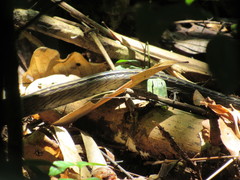 Chironius multiventris