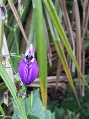 Brillantaisia lamium