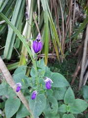 Brillantaisia lamium