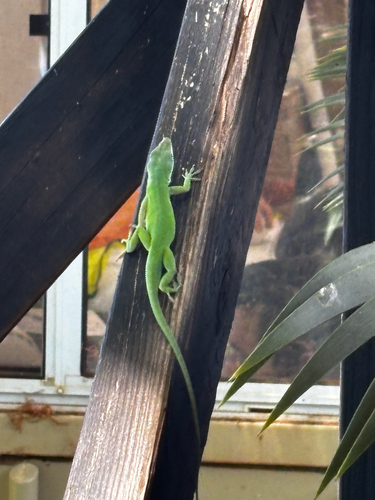 Anolis carolinensis observed 2025-08-21