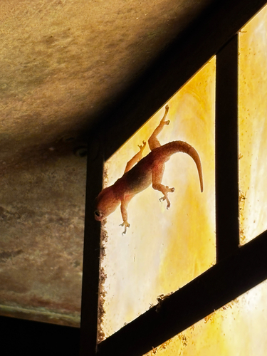 Hemidactylus frenatus observed 2025-08-16