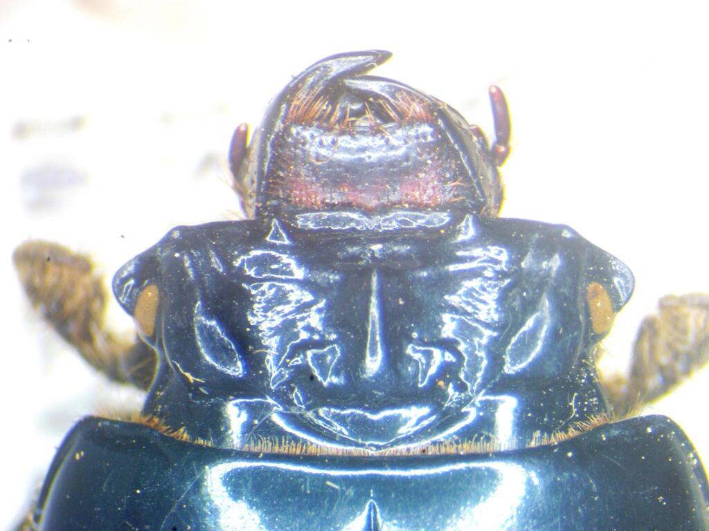 Ogyges sandinoi