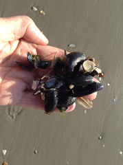 Laevicardium mortoni