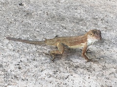 Anolis cristatellus wileyae