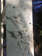 Pelecaniformes