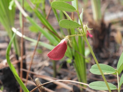 Rugels' Hoarypea (Tephrosia rugelii)