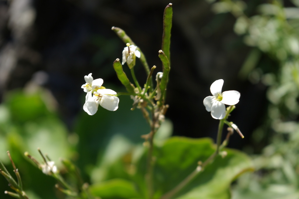 Arabis christiani
