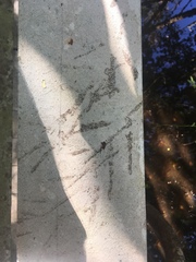 Pelecaniformes