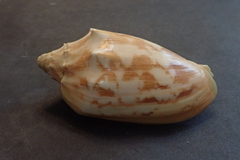 Cymbiola vespertilio